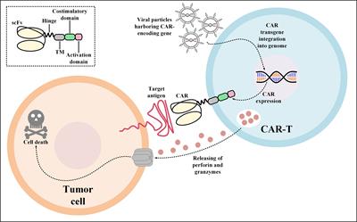 Recent Advances in Solid Tumor CAR-T Cell Therapy: Driving Tumor Cells From Hero to Zero?